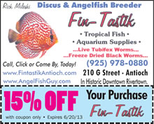 Fin-Tastik