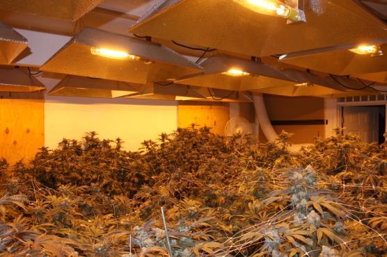 Marijuana cultivation 1