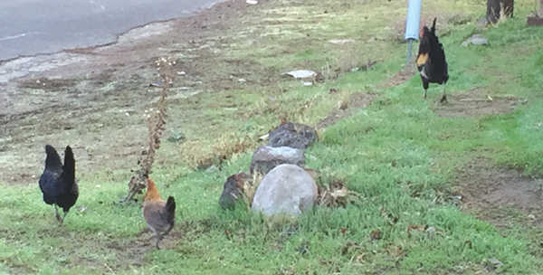 A few of the many roosters in the neighborhood can be seen roaming at the corner of Viera Avenue and Bown Lane at 6:45 am on Saturday, November 22, 2015.