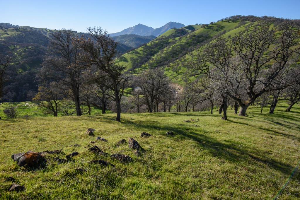 A view of Mt. Diablo from the former Hanson Ranch property. photo by Scott Hein