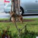 Coyote on lawn. Photo: CDFW