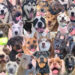 AAS Valentine’s Dogs