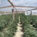 Marijuana grow 1