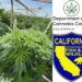 Marijuana plants